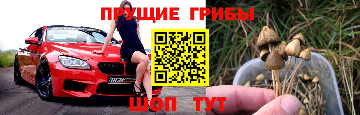 Курчатов  Галлюциногенные грибы прущие грибы  Вход с VPN 